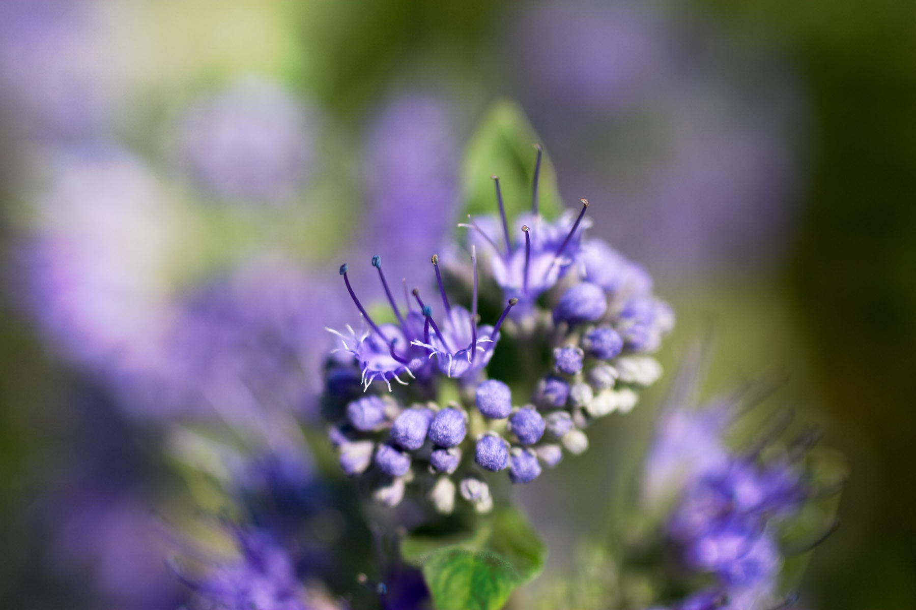 Garden-3858-EDIT