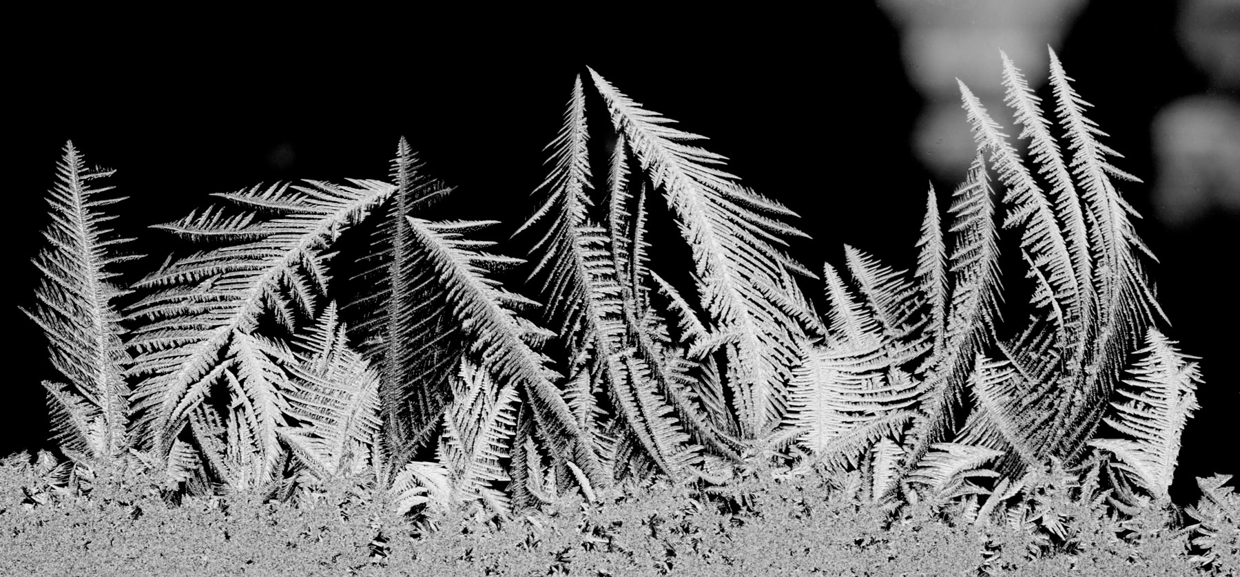 _MG_0233 GrayScale